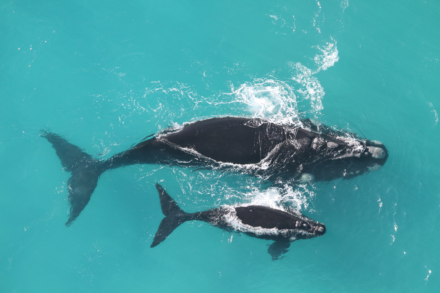 Unexpected Journey of Two Southern Right Whales Reached 10,000 Kilometers Across the Atlantic